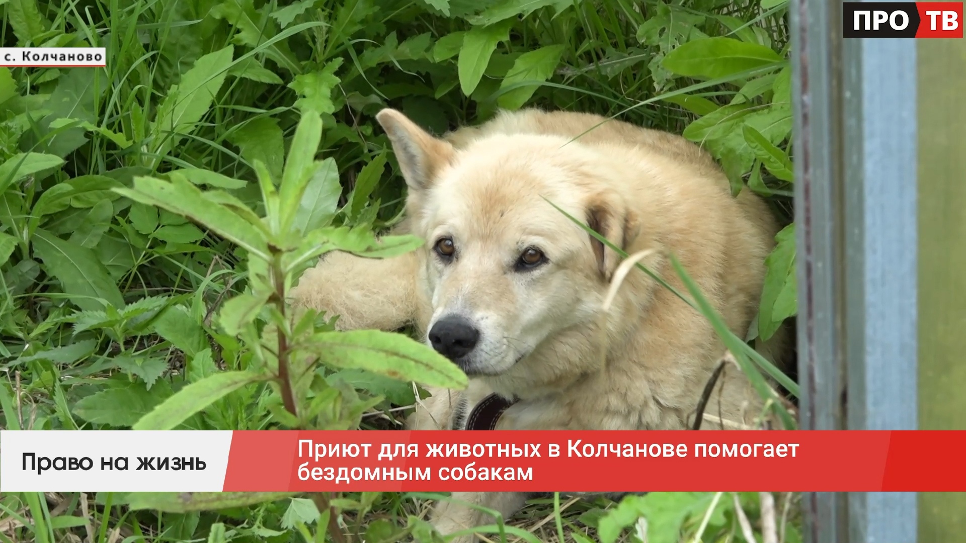 Право на жизнь: приют для животных в Колчанове помогает бездомным собакам  (ВИДЕО) - ПРО-ВОЛХОВ